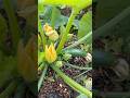 Courgettes-3 #courgettes #allotmentgarden #gardening #londongarden #london #gardenplants #vegetable