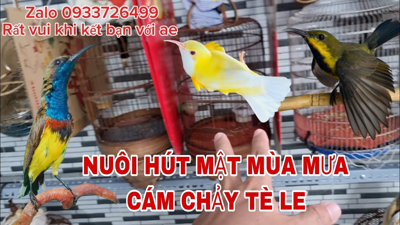 NUÔI CHIM HÚT MẬT MÙA MƯA NHỮNG KHÓ KHĂN HAY GẶP PHẢI @canmientay