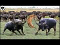 Leopard Failed Miserably Against Herd Of Buffaloes That Were Too Powerful