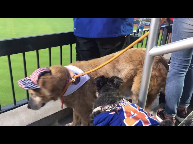 bark in the park mets