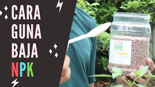 Pokok Cili Lecuh Baja? Ini Cara Guna Baja NPK Yang Betul