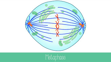 Mitosis and Cytokinesis