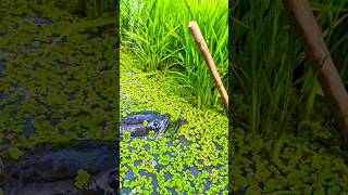 Catching a 23-kg catfish with a hand spear in a riverine paddy field." #fishing #fishingvideo #short