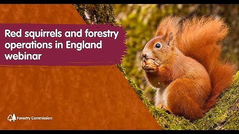 Red squirrels and forestry operations webinar