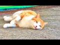 漁港に現れた謎の猫が何か強く訴えてきた