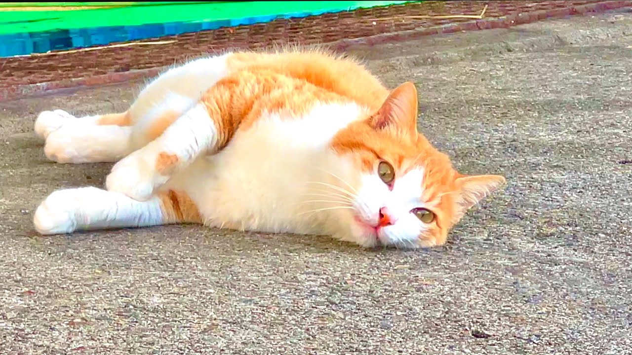 なんとかキャット A mysterious cat seemed to be trying to tell me something - YouTube