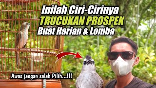 CIRI-CIRI Burung TRUCUKAN PROSPEK Buat HARIAN dan LOMBA