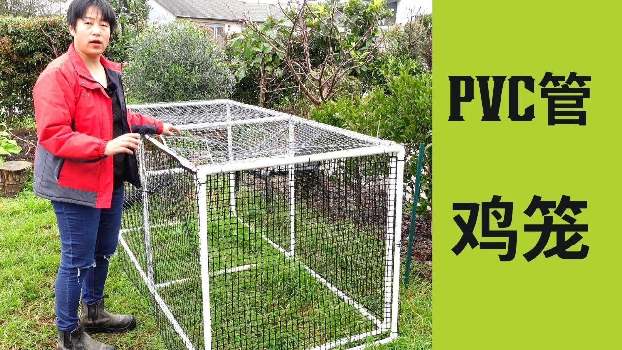 用PVC管做移动鸡笼，让母鸡们每天都可以吃到新鲜的嫩草