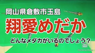 翔愛めだか訪問/販売めだか紹介/岡山県倉敷市玉島