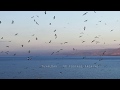 כינרת, Sea of Galilee, seagulls