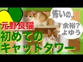 【初めてのキャットタワー♪】スタジアムMINI ドキドキ! 元野良猫のかわいい反応 キャットタワー おすすめ Stadium no.09