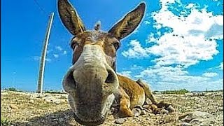Gülmek İstiyorum - I 3 I Bu Eşşeklerin İnsanlardan Çektiği Nedir :)))
