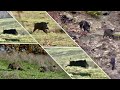 MIGLIORI MOMENTI di CACCIA al CINGHIALE _ 50K SPECIAL _ WILDBOAR HUNTING COMPILATION