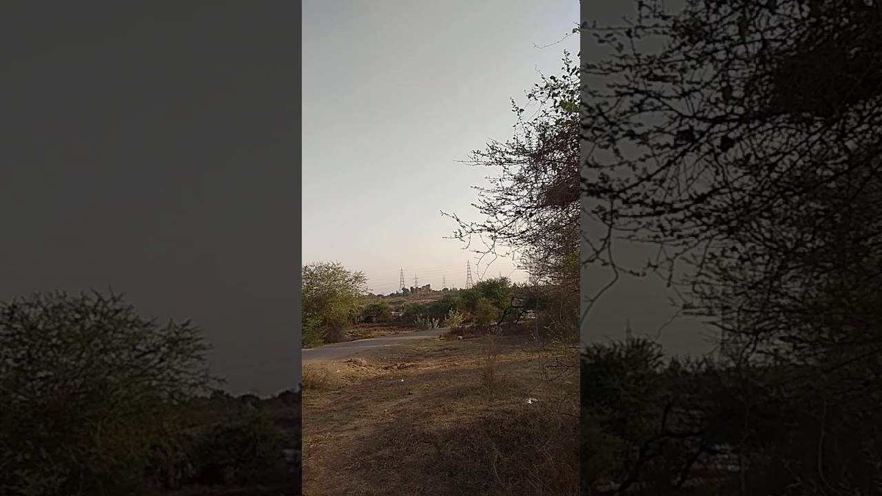  Full Information Of Babul Tree In Hindi