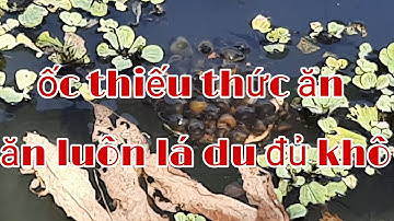 ỐC 3 THÁNG TUỔI NUÔI TRONG MÙNG LƯỚI☎️0917.700.833