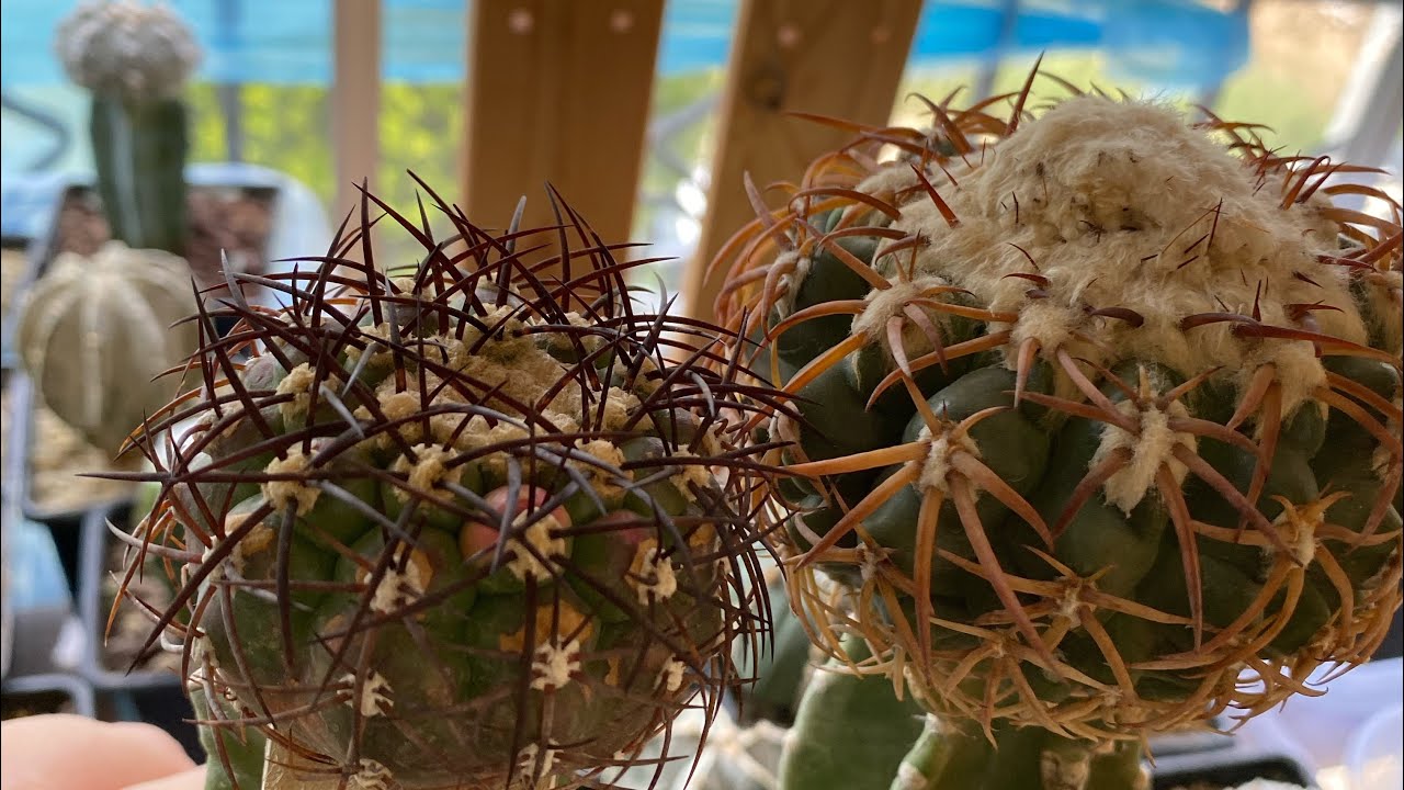 Kaktüsler neden dikenlidir? Neden dikenleri vardır?