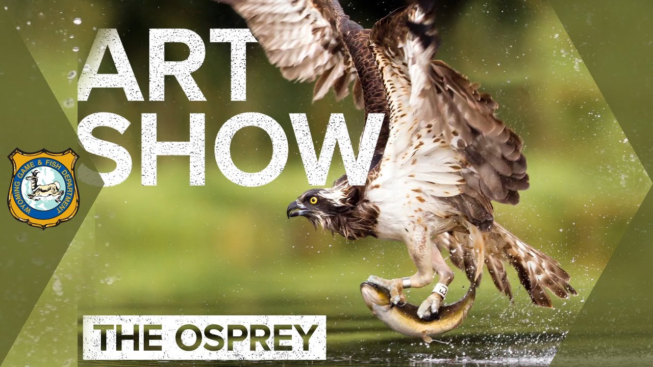 WY Game and Fish Conservation Stamp Art Show Slideshow Osprey YouTube