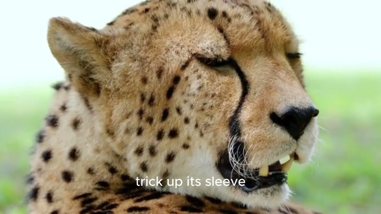 Cheetahs vs Leopards  Masters of Speed and Stealth