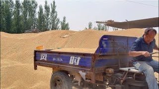 We sell the wheat to buyers in North China. 🇨🇳