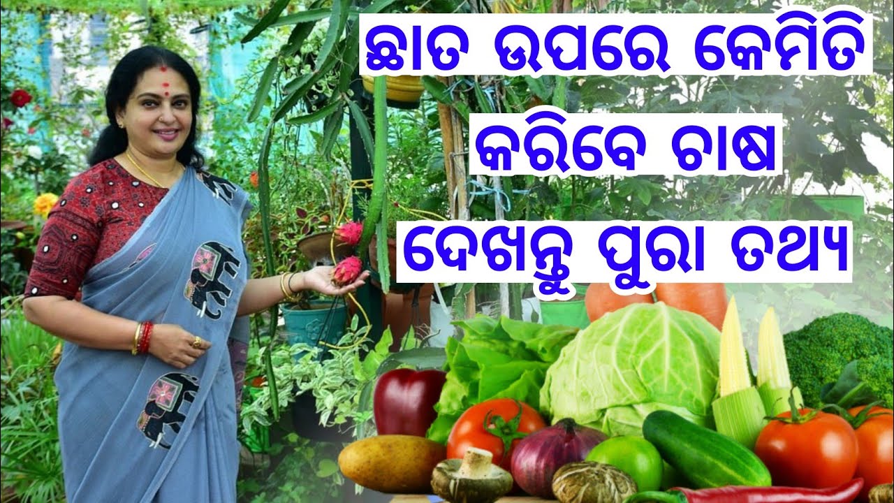 How to do Farming in Roof or Chata Rooftop Garden Odia Farming Dunia, heavy profit, low investment