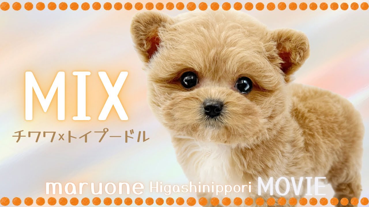 ペットショップマルワン東日暮里店】まるでテディベア！ふわふわ可愛い