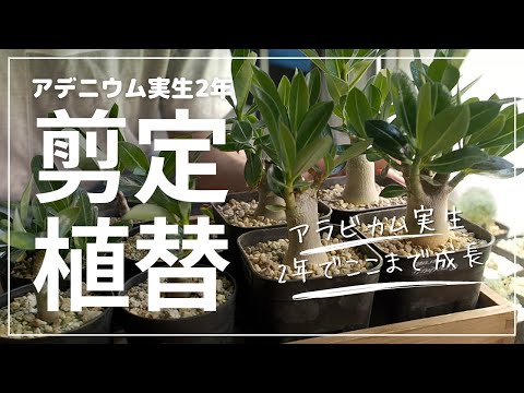 ② ［大株］アデニウム アラビカム 実生 sunnybranch_arabicumpnw-003