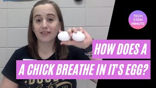 TECH STEM Minute - How Do Chick Breathe in an Egg?