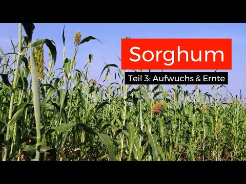 Video: Sorghum-Gras-Informationen: Erfahren Sie mehr über Sorghum-Gras-Samen