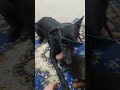 German shepherd looking for a home..#home #doghome #dogsofyoutube #viral #foryou #puneetsuperstar