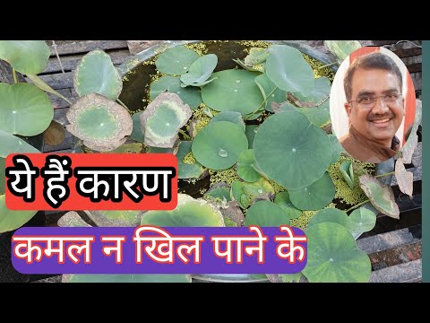 वीडियो: कुमकुट के फूलों का मौसम - कुमकुम के पेड़ों पर फूल क्यों नहीं लगते