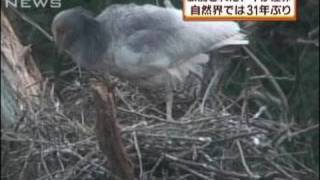 新潟・佐渡市　トキが産卵　自然界では31年ぶり（10/04/08）