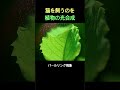 植物が本当に呼吸している瞬間を捉えた