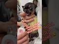 DOGS AND THE FEAR OF NAIL CLIPPING #funny #dogs #dog #cat #cats #animals #shorts #smile #pets