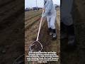 Simple Farming Tool for Removing Weeds | Smart Agriculture Idea