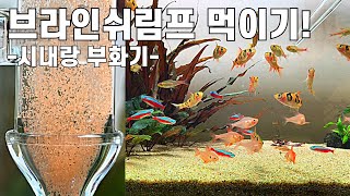 [ENG][SPN][4K]물고기 영양식 주기 | 브라인 쉬림프 | 씨몽키 | 시내랑 부화기 | Lets feed brine shrimp to fish | Sea monkey