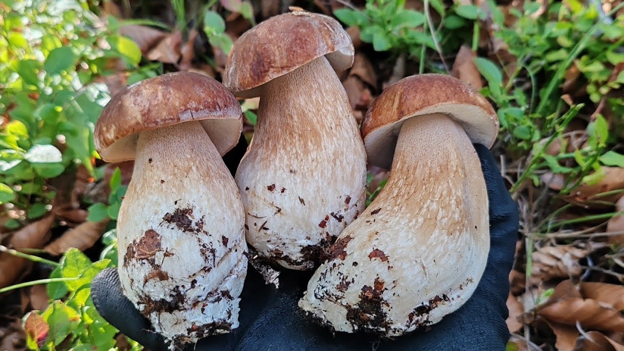 ลุยฝนฝ่าหมอกก็ไป‼️เก็บ​เห็​ดผึ้ง​หวาน​ในอิตาลี่(เห็ด​ปี​2025).Ep7/2026 