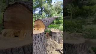 Felling a 100ft White Pine Net Worth