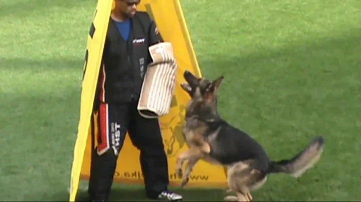2013 WUSV Treff vom Wolfsgraben & Oswalk Stanka Pr...