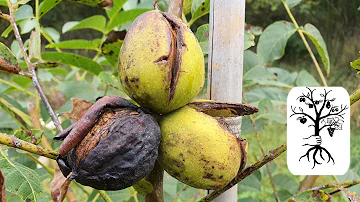 Was ist wenn Walnüsse schon am Baum schwarz werden?