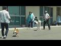 【秋田犬ゆうき】半分はドライブ気分♪今年の狂犬病予防接種は新しい会場で受けて来ました【akita dog】