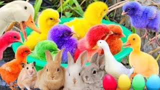 Catch Cute Chickens, Colorful Chickens, Rabbits, Cat, Goose, Duck, Betta Fish, Koi, Animal Cute #37