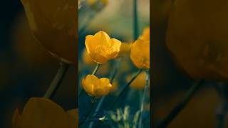 화 날때 무작정 참지 마세요 #통찰 #명언 #내적평화 #좋은글 #긍정의말 #마음살핌 #지혜