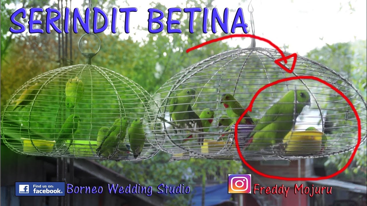 Serindit Pemikat Muda By Realcomforting