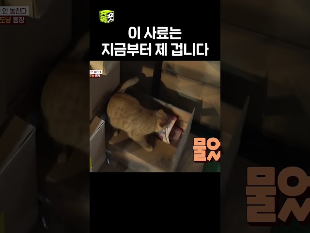 귀여우면 다야? #TV동물농장 #우와한비디오 #우와비 #shorts