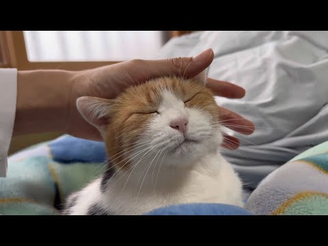 三毛猫】昼も夜も一緒にいたいミケ（2025年5月2日） - YouTube