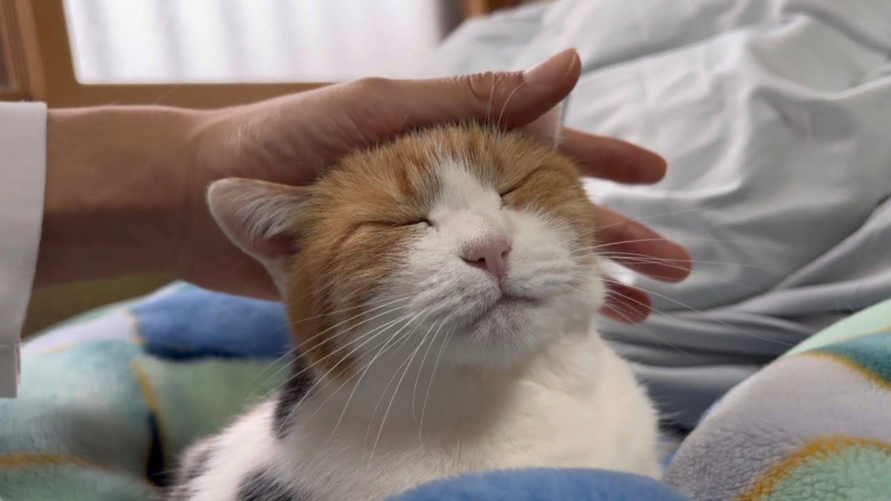 ミ*ー様 眠りにつく前に★あたたかいミルクでホッと一息つく三毛猫さん♩あみぐるみ ミ*ー様 眠りにつく前に☆あたたかいミルクでホッと一息つく三毛猫さん