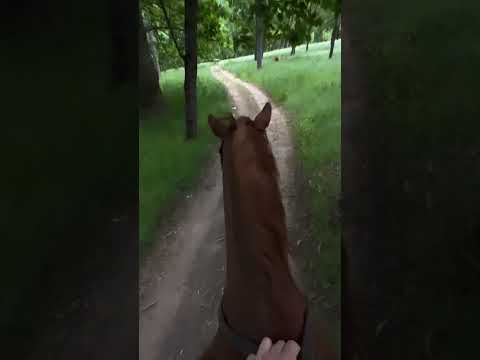 Gigi Hadid (@gigihadid) archived Instagram Stories compilation from May 14, 2026