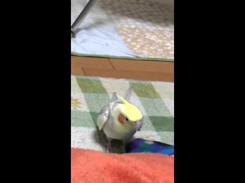 iPhone オープニング
