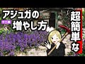 ロックガーデンのグランドカバー（草除け）におすすめなアジュガの簡単な増やし方。みんなやってみてね💛