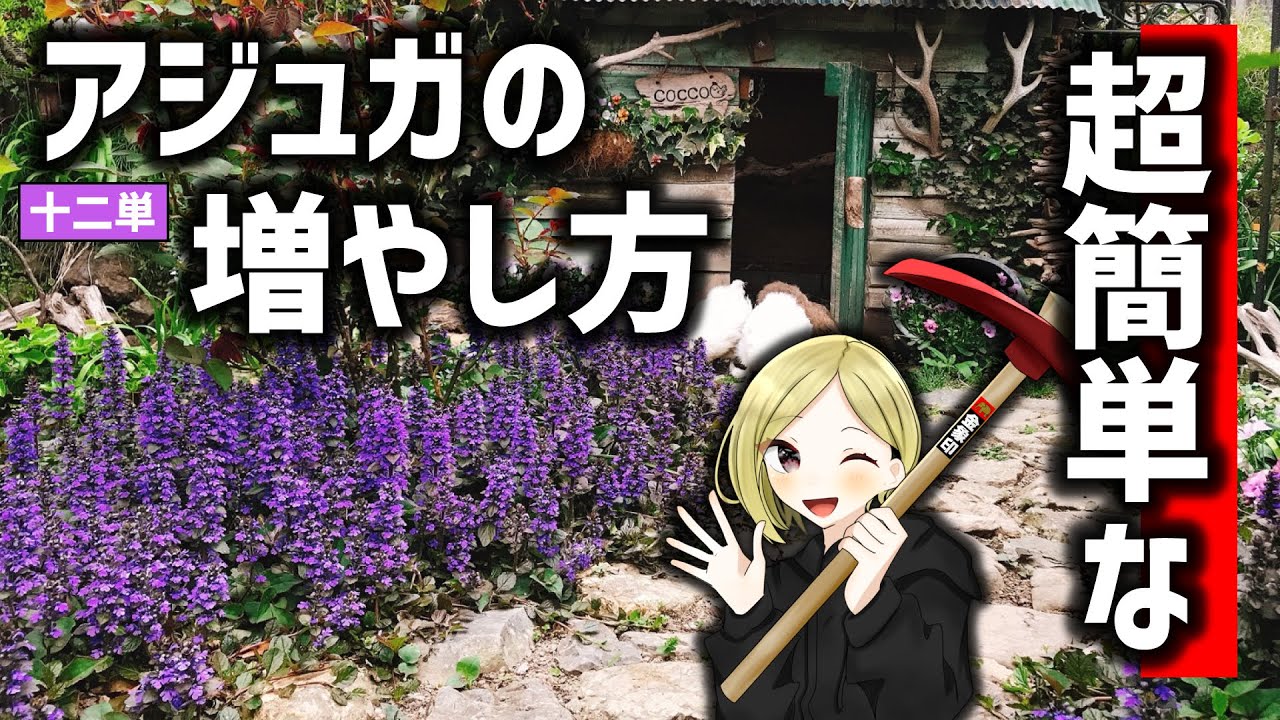 ロックガーデンのグランドカバー（草除け）におすすめなアジュガの簡単な増やし方。みんなやってみてね💛